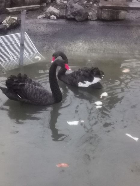  - Lebede Negre