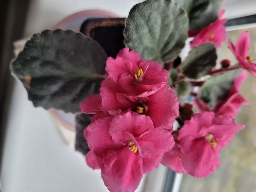 Violeta roz  acum in decembrie  - Florile mele din Anglia