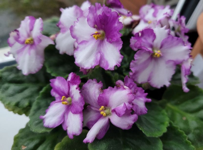 Violeta satirata superba  - Florile mele din Anglia