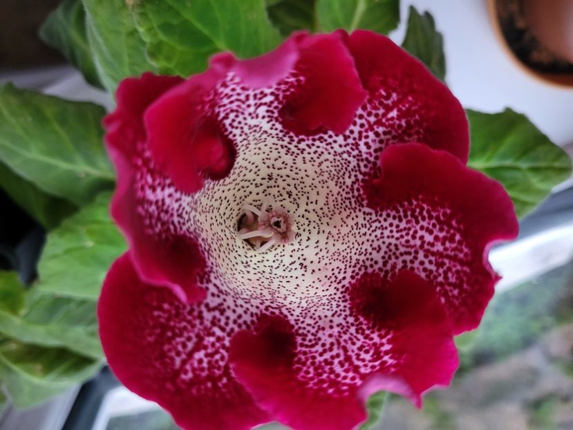 Gloxinia tigrina rosie  - Florile mele din Anglia