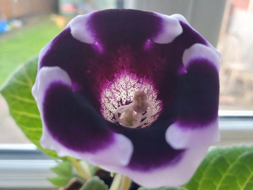 Gloxinia kaiser wilhelm - Florile mele din Anglia
