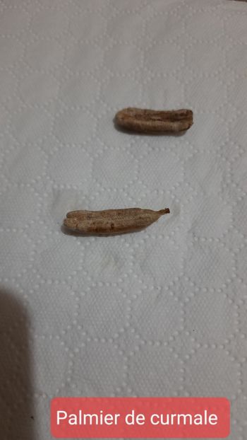 Palmier de curmale - Seminte de palmieri de Madeira