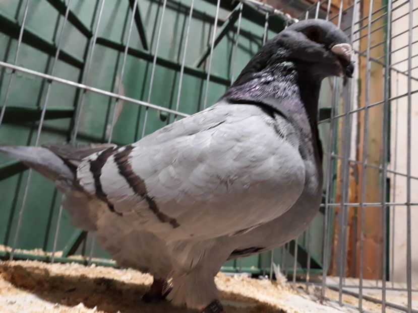 20221212_193034[1] - Amintiri