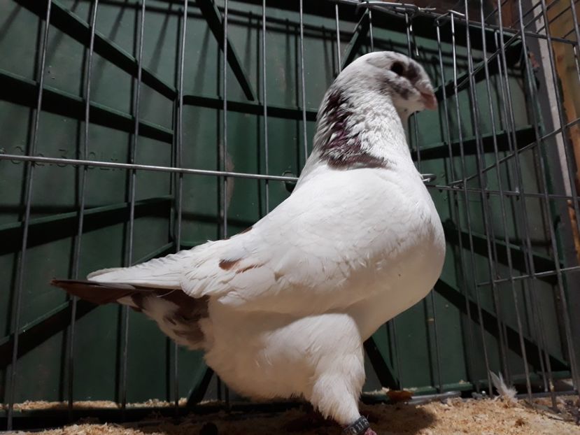 20221212_194313[1] - Amintiri