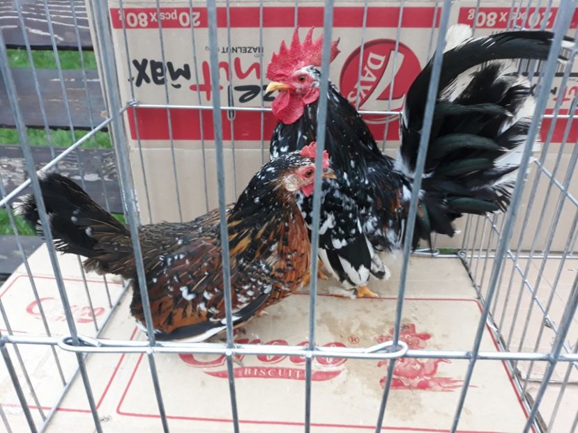 20221211_155516[1] - Amintiri