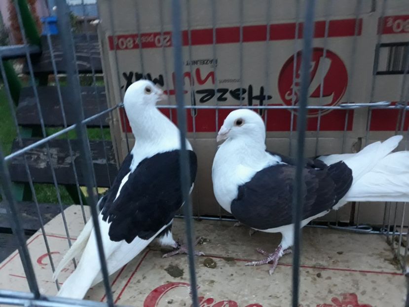 20221211_163612[1] - Amintiri