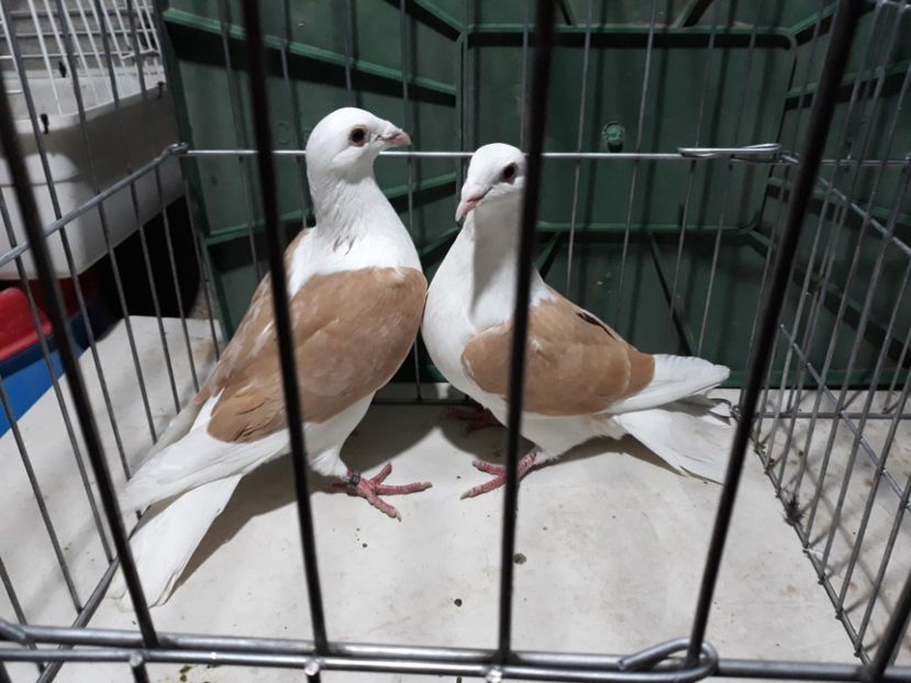 20221211_164435[1] - Amintiri