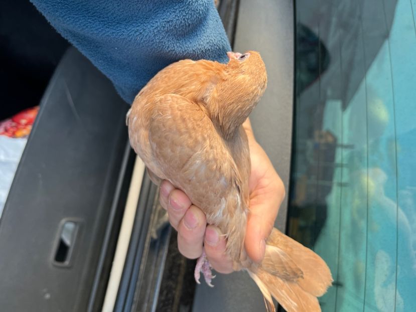 537/22 - 5- lot zbor 2022