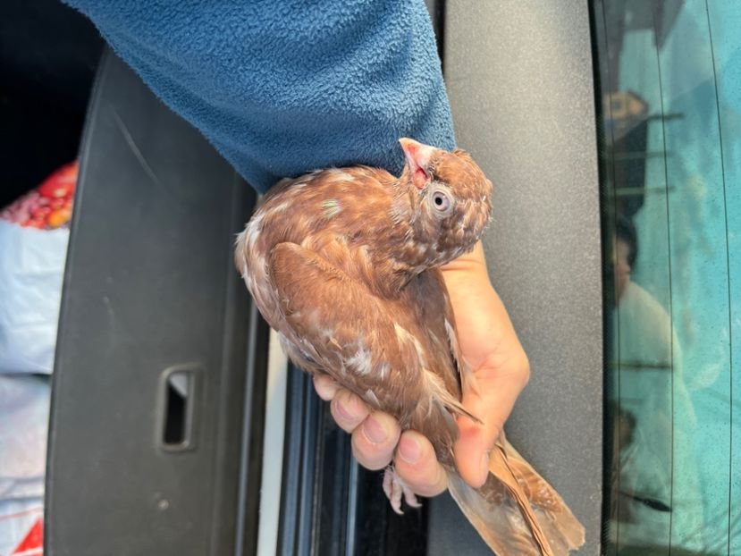 531/22 - 5- lot zbor 2022