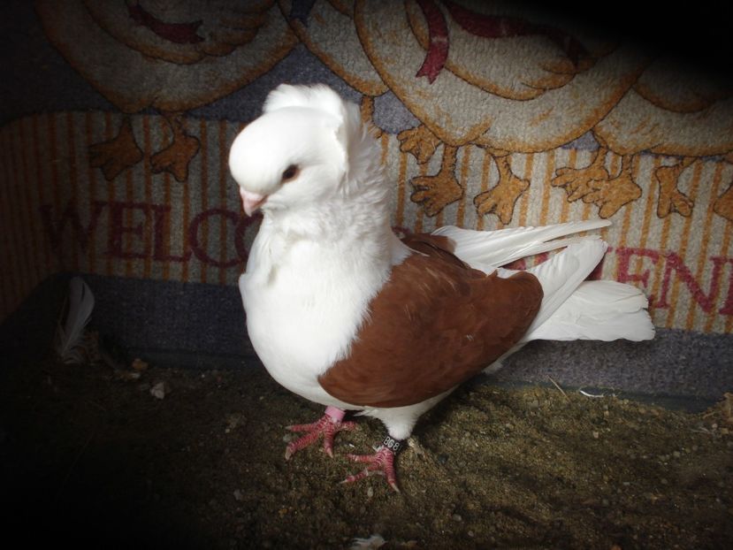 BG8 22 B876 Fem Angel St matca 23 - rosu capacit