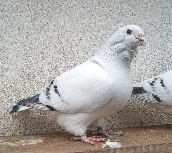  - 9masculi azur matca 2022