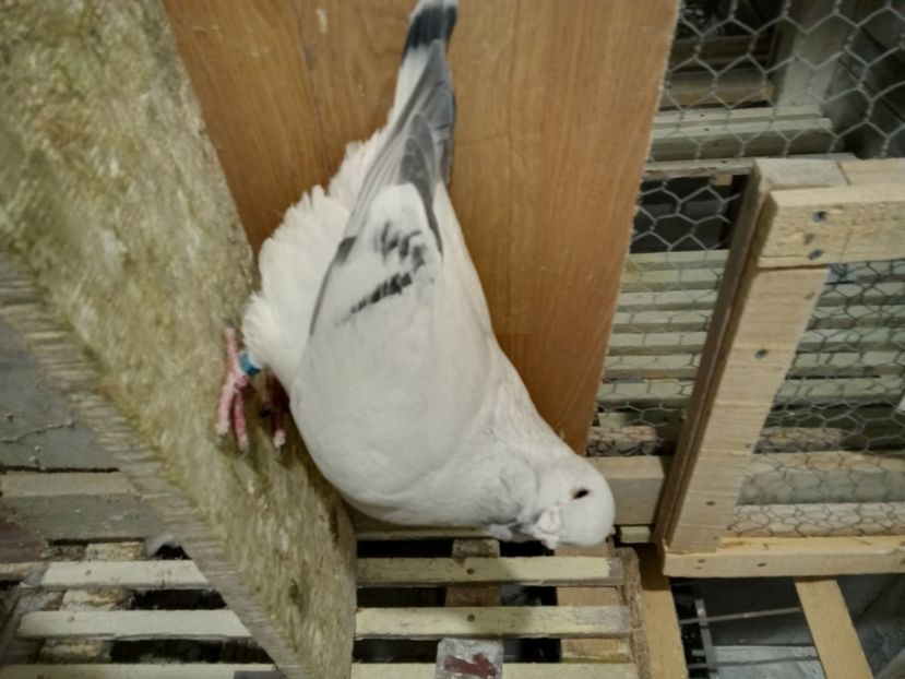  - 9masculi azur matca 2022