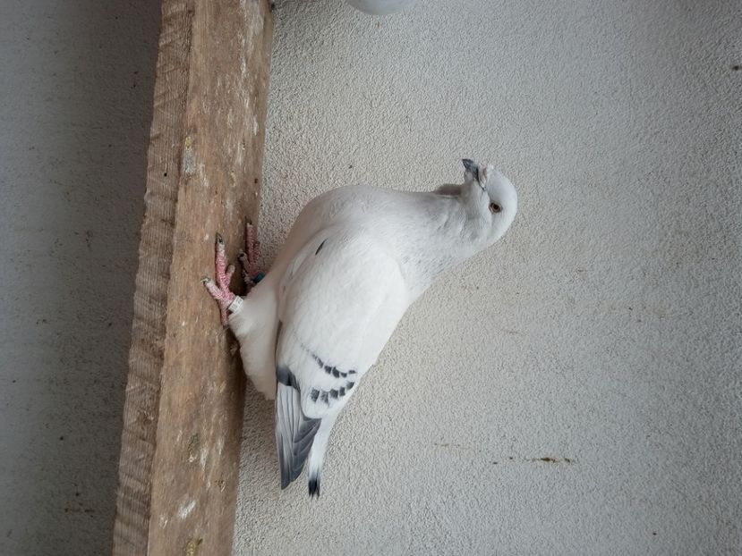  - 9masculi azur matca 2022