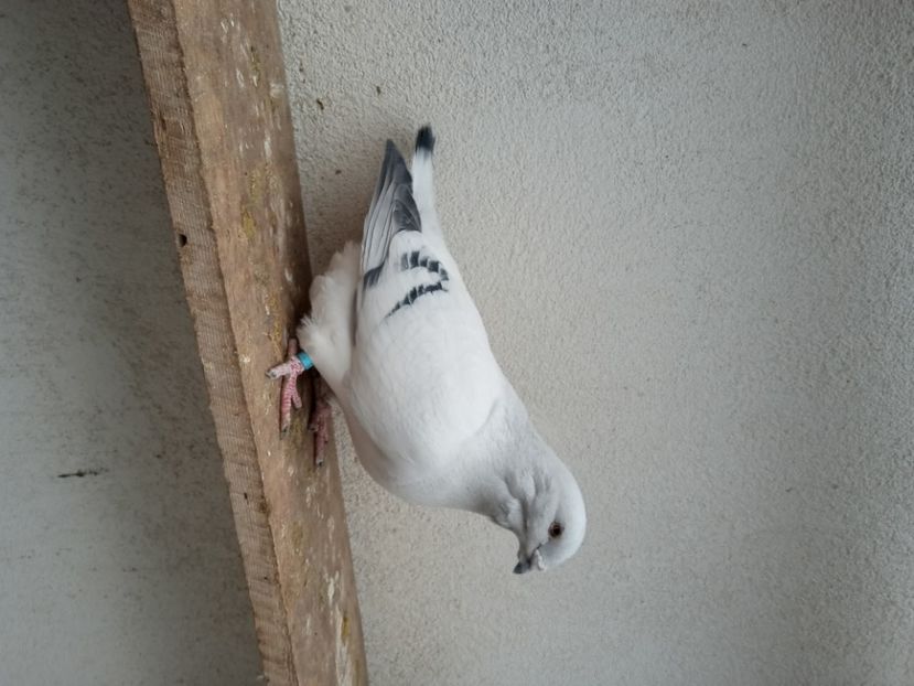  - 9masculi azur matca 2022