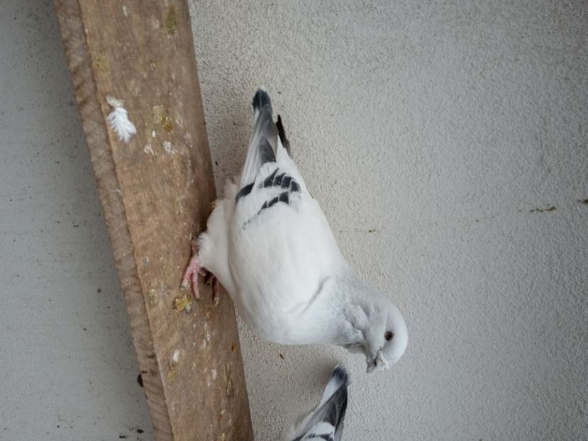  - 9masculi azur matca 2022