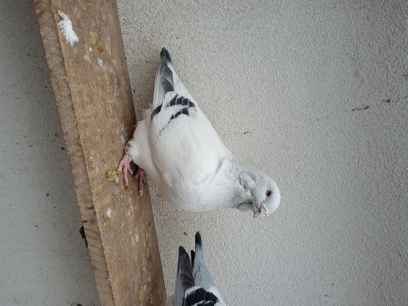  - 9masculi azur matca 2022