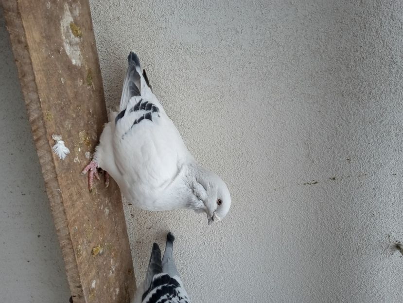  - 9masculi azur matca 2022