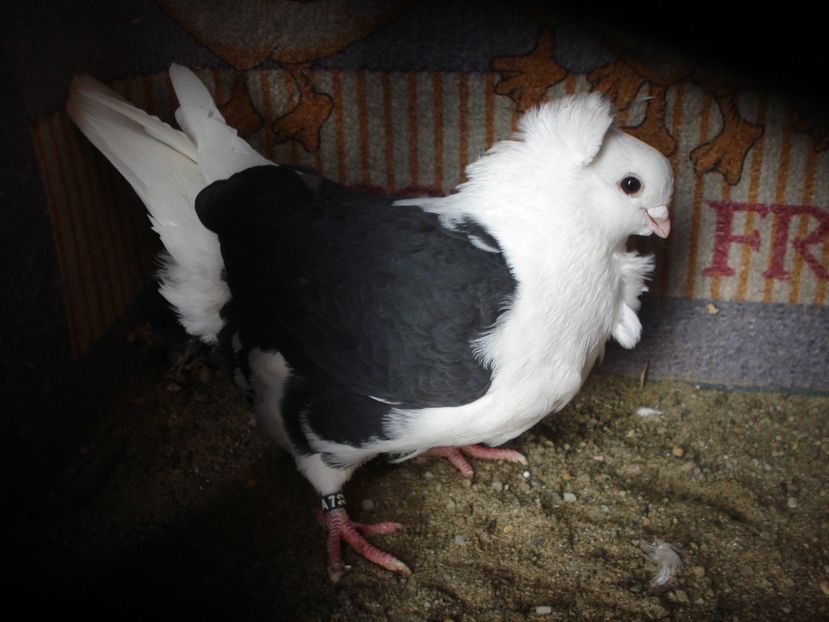 f A 7 22 A 29 - D negru