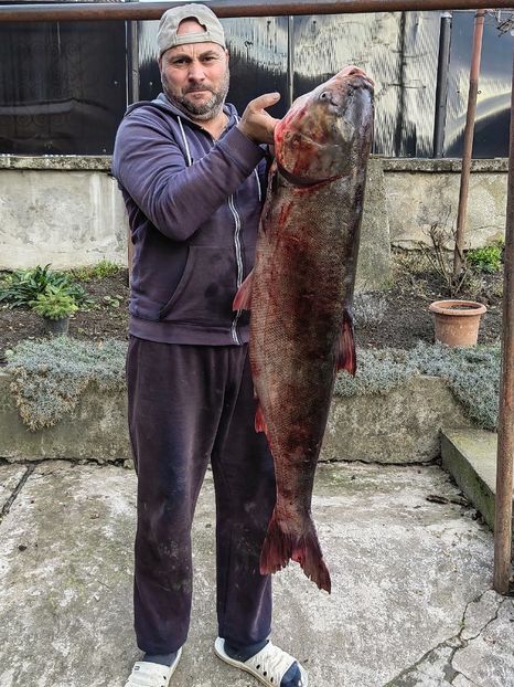 120cm - Fitofag record