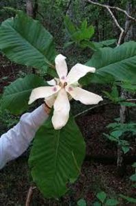 magnolia macrophylla - MAGNOLIA MACROPHYLLA este adaos pentru viitor NEDISPONIBILA