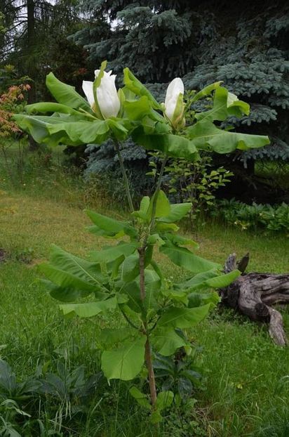 Magnolia macrophylla - MAGNOLIA MACROPHYLLA este adaos pentru viitor NEDISPONIBILA