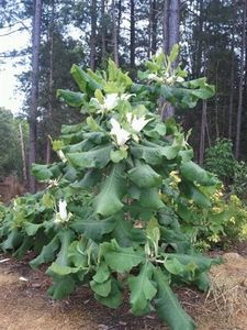 magnolia macrophylla - MAGNOLIA MACROPHYLLA este adaos pentru viitor NEDISPONIBILA