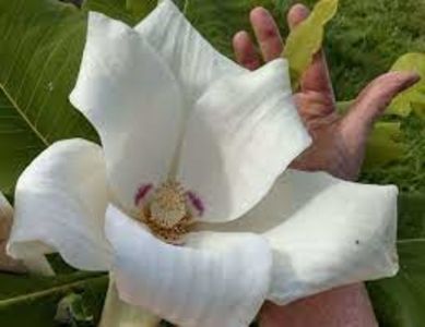 magnolia macropylla - MAGNOLIA MACROPHYLLA este adaos pentru viitor NEDISPONIBILA