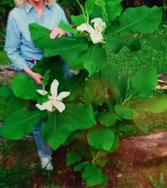 magnolia macrophylla - MAGNOLIA MACROPHYLLA este adaos pentru viitor NEDISPONIBILA