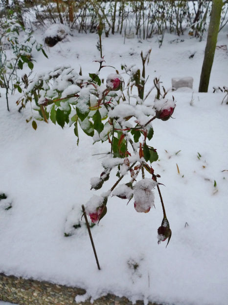  - 2022 - 04 - 2023 - 00 - Iarna