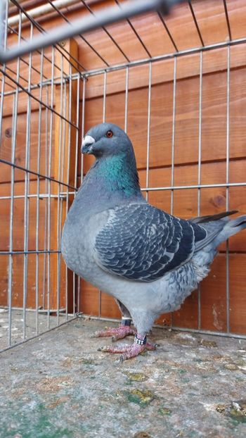 F 2022 96pct.Campion National - Naționala 2022 Bucuresti