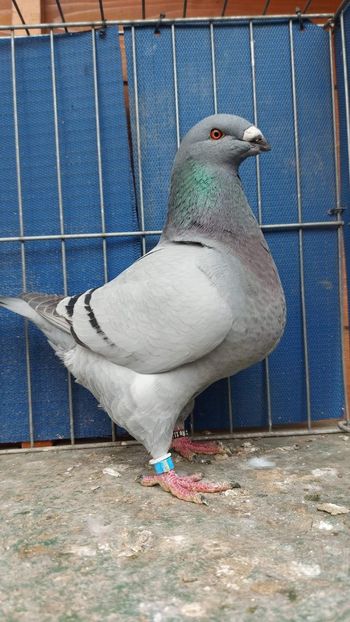 F 2022 96pct.Campion National - Naționala 2022 Bucuresti