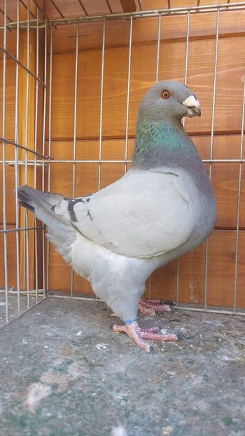 M 2022 95 pct. - Naționala 2022 Bucuresti