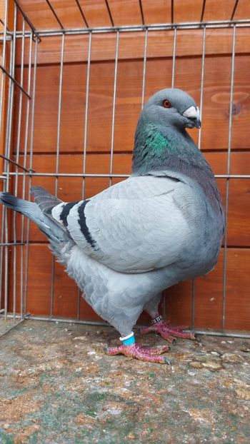 M 2022 94 pct - Naționala 2022 Bucuresti