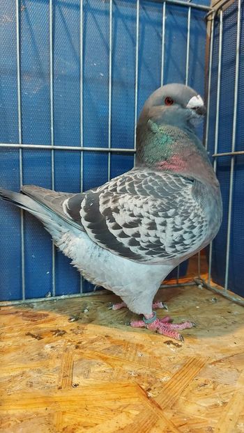 F 2021 93 pct - Naționala 2022 Bucuresti