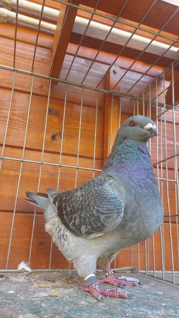 F 2022 95 pct - Naționala 2022 Bucuresti