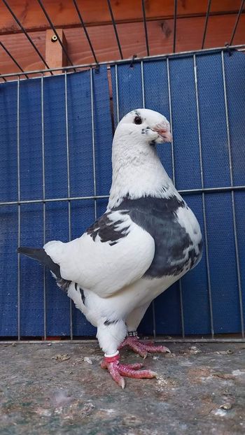 F 2022 94 pct. - Naționala 2022 Bucuresti