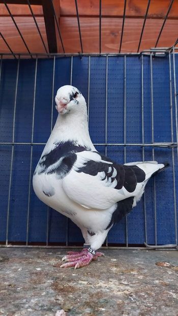 M 2022 93 pct - Naționala 2022 Bucuresti