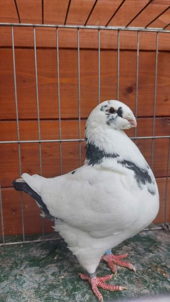 M 2020 93 pct - Naționala 2022 Bucuresti