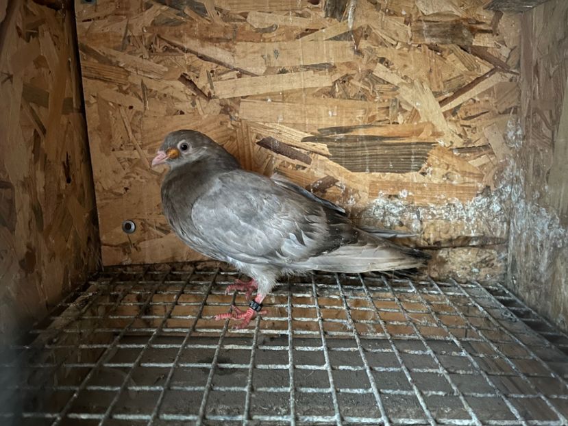 447/22 - 5- lot zbor 2022