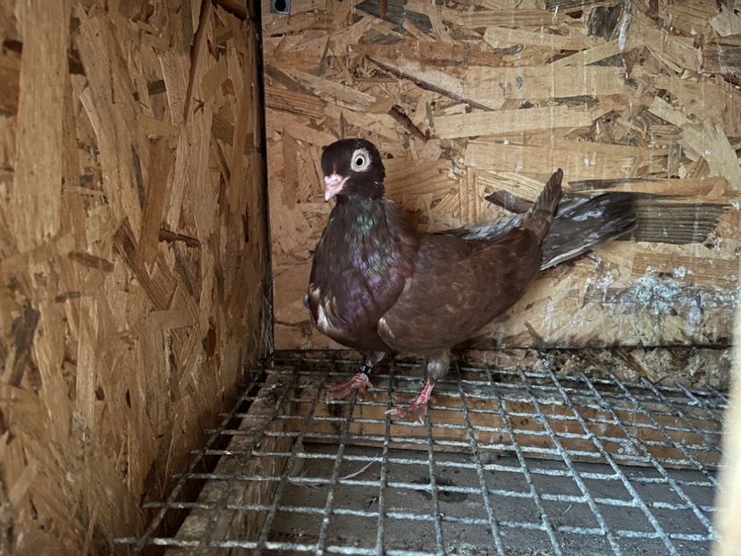 348/10 - 5- lot zbor 2022