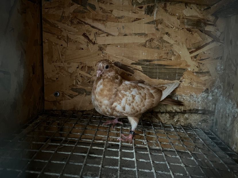 521/22 - 5- lot zbor 2022