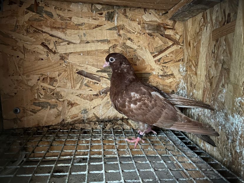 510/22 - 5- lot zbor 2022