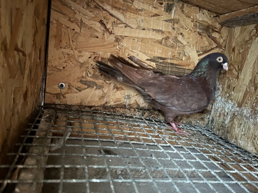 24/13 - 5- lot zbor 2022