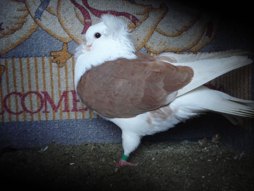 8502-22 masc - rosu capacit