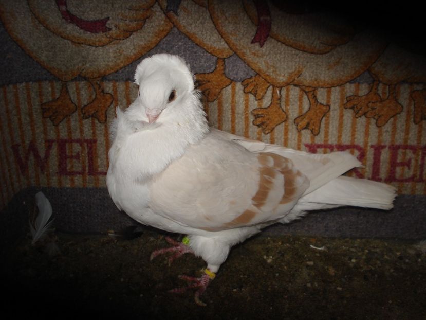 2017-139 fem - C galben si rosu