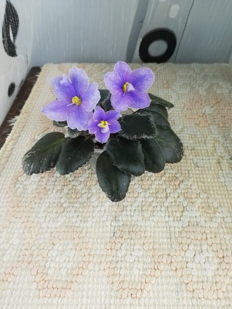 15 dec - Sonoma Look Twice