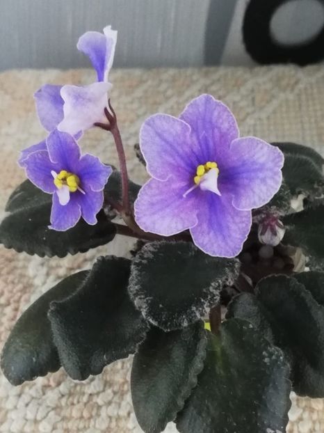 15 dec - Sonoma Look Twice