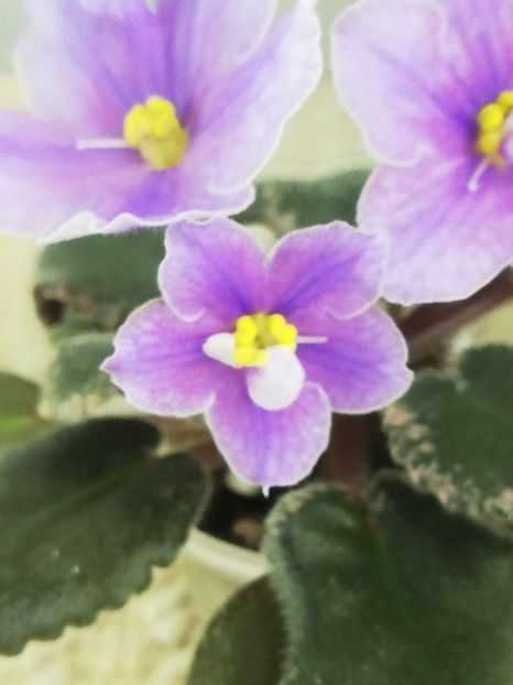 15 dec - Sonoma Look Twice