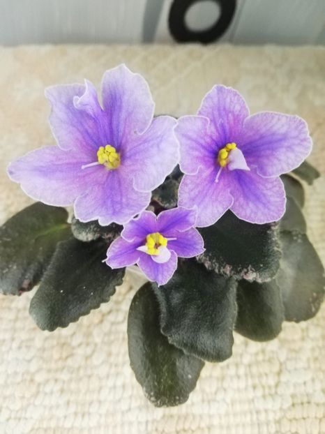 15 dec - Sonoma Look Twice