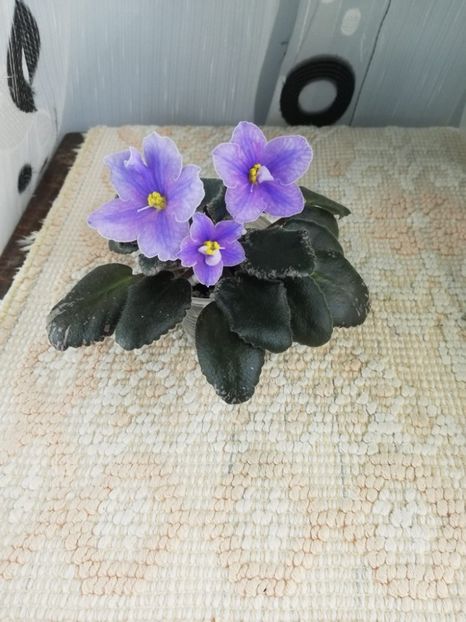 15 dec - Sonoma Look Twice